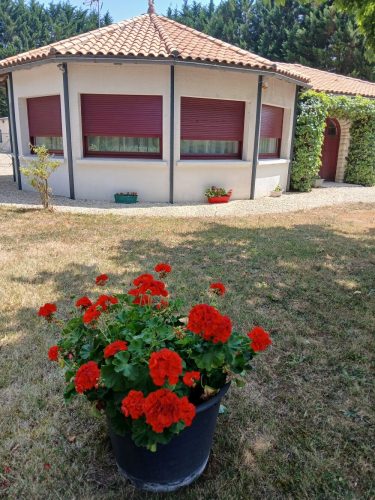 Gîte Chêne Papinot en Deux-Sèvres espaces exterieurs fleuris